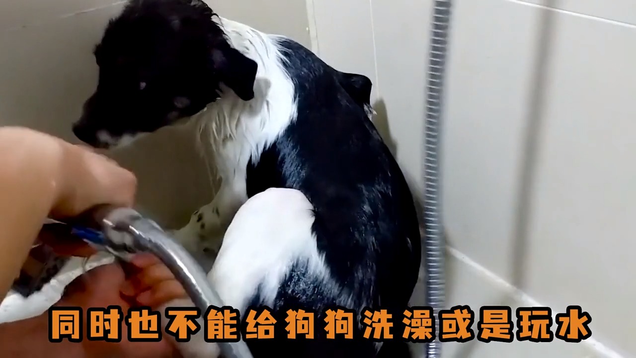 #我要上热门#狗狗爪子上的肉垫受伤了， 宠主应及时采取以下措施处理， 帮助伤口愈合