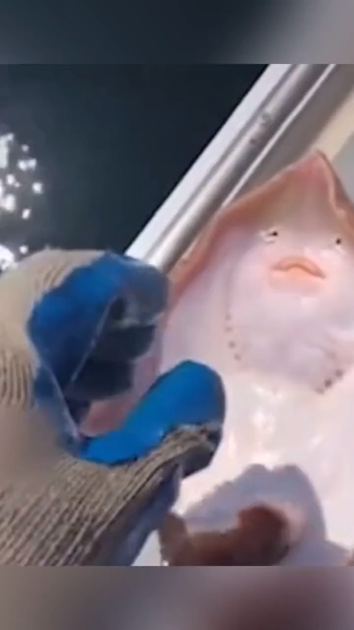 鳐鱼被渔夫挠痒痒,忍不住“张嘴大笑” 表情酷似人类,动物保护人士却怒了…