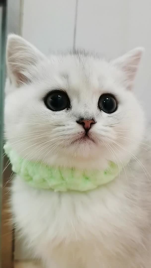 #我要上热门#艾玛,也太好看了客服成都宠物猫咪萌宠头像猫宠物