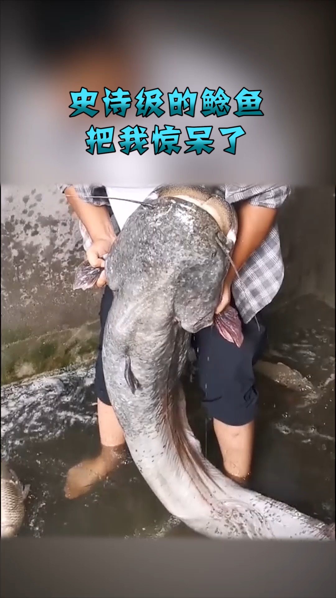 #奇趣#神奇的生物,把我惊呆了,这是鲶鱼吗?