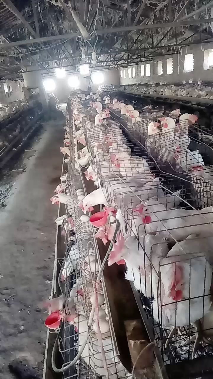 分享视频
