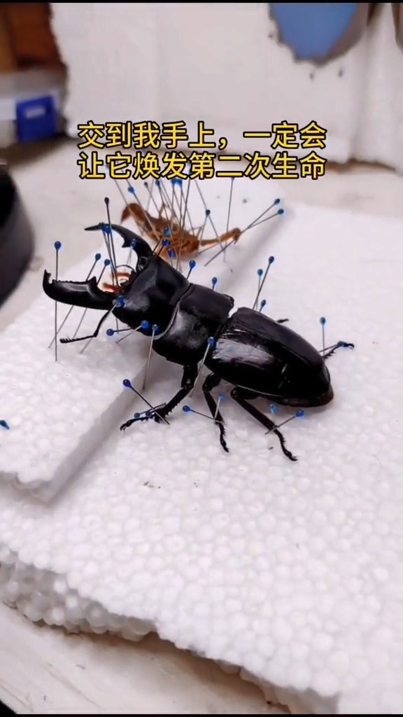 #昆虫世界##十万个怎么做 蒸汽朋克标本怎么做?,成品明天更新 #昆虫标本