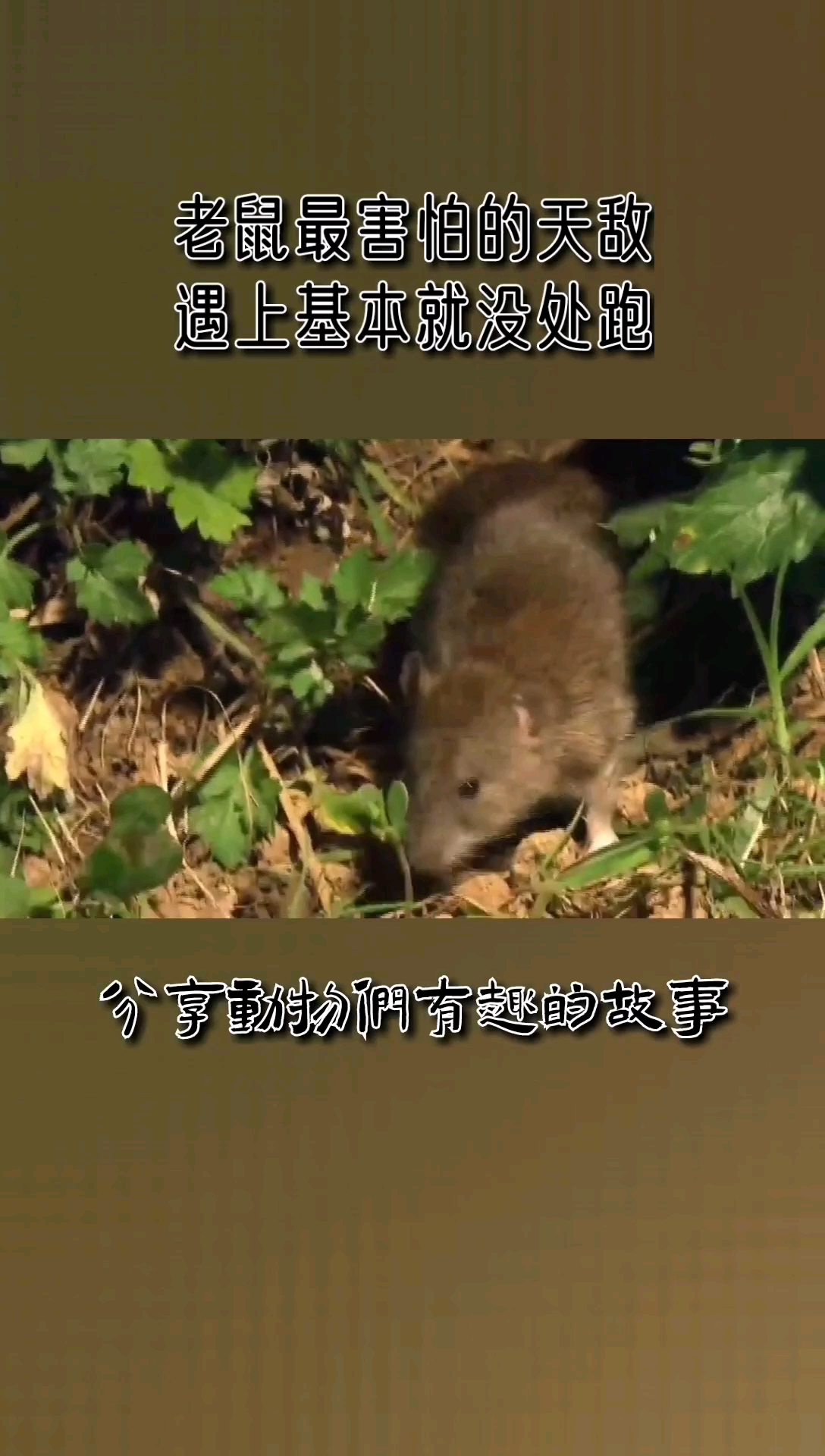 #动物世界#蛇猎杀老鼠,结局很舒适