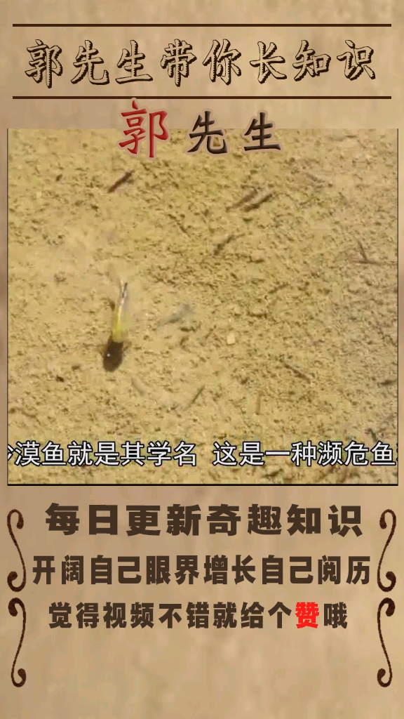 地球上奇特的动物之沙漠鱼