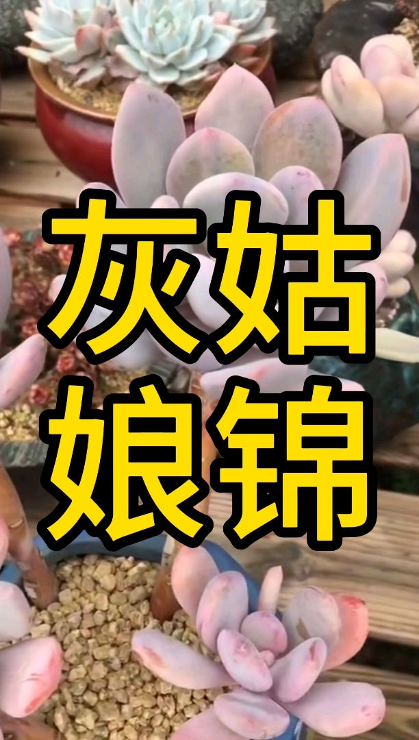 #多肉#灰姑娘锦