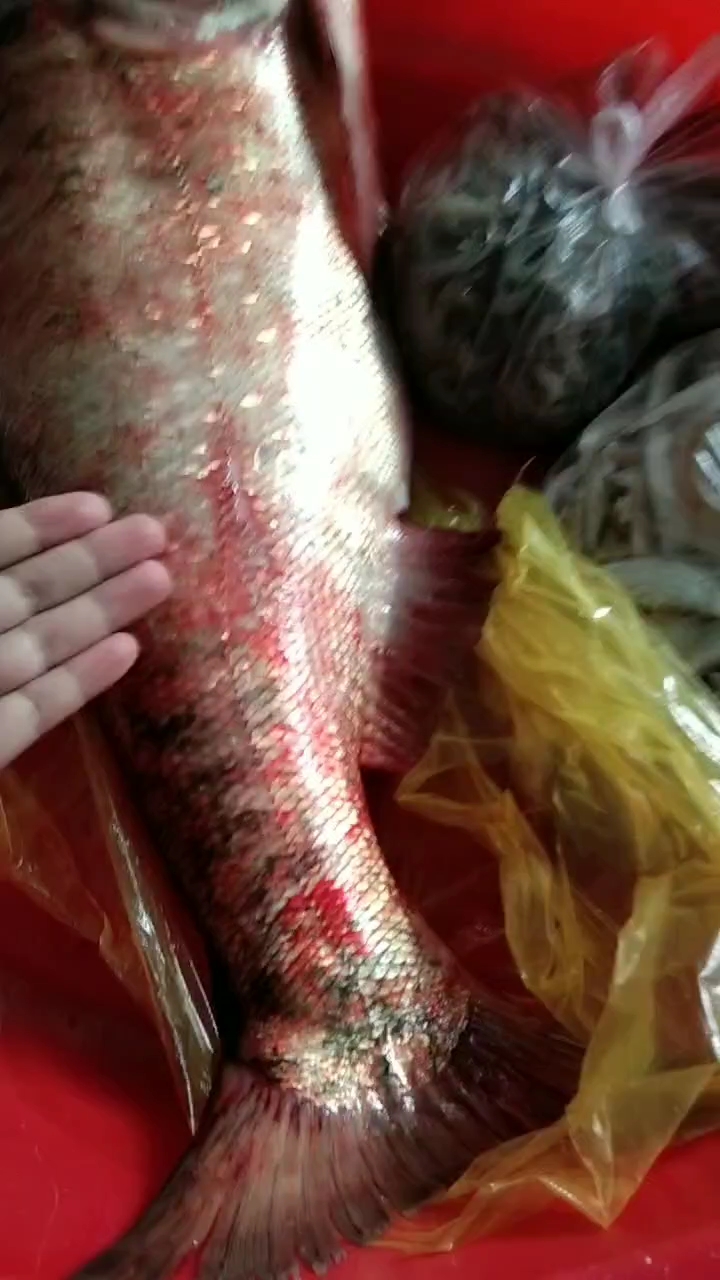 洪泽湖野生大鱼,小虾米,毛刀鱼