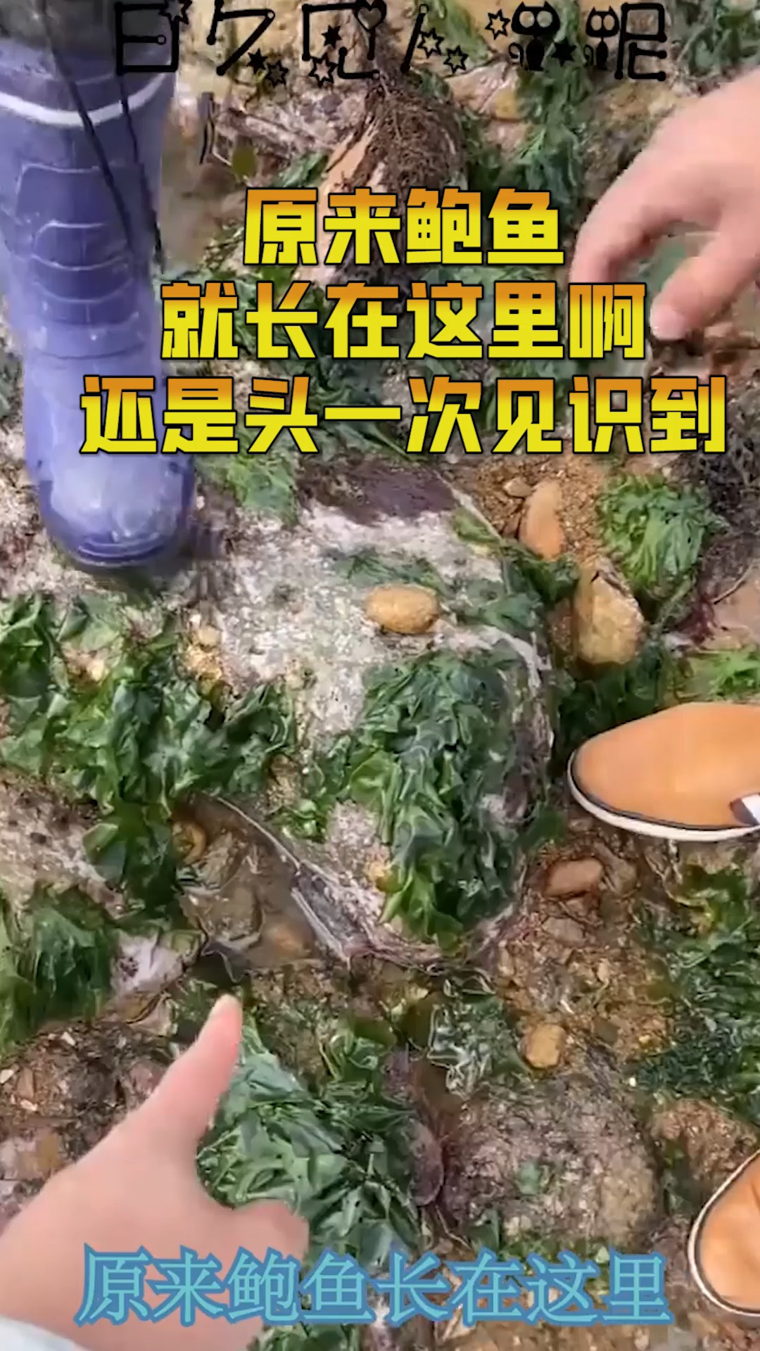 原来鲍鱼就长在这里啊,活了三十多年,还是头一次见识到