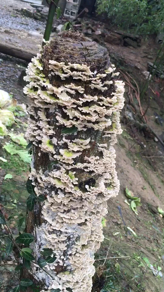 细看真的很好看,就是不知道这是什么,你们知道吗
