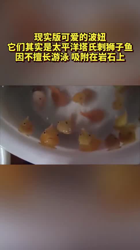 悬崖上的金鱼姬真的存在吗太平洋塔氏刺狮子鱼,不会游泳酷似波妞!