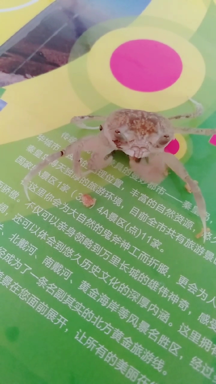 我的小螃蟹会吃面包了
