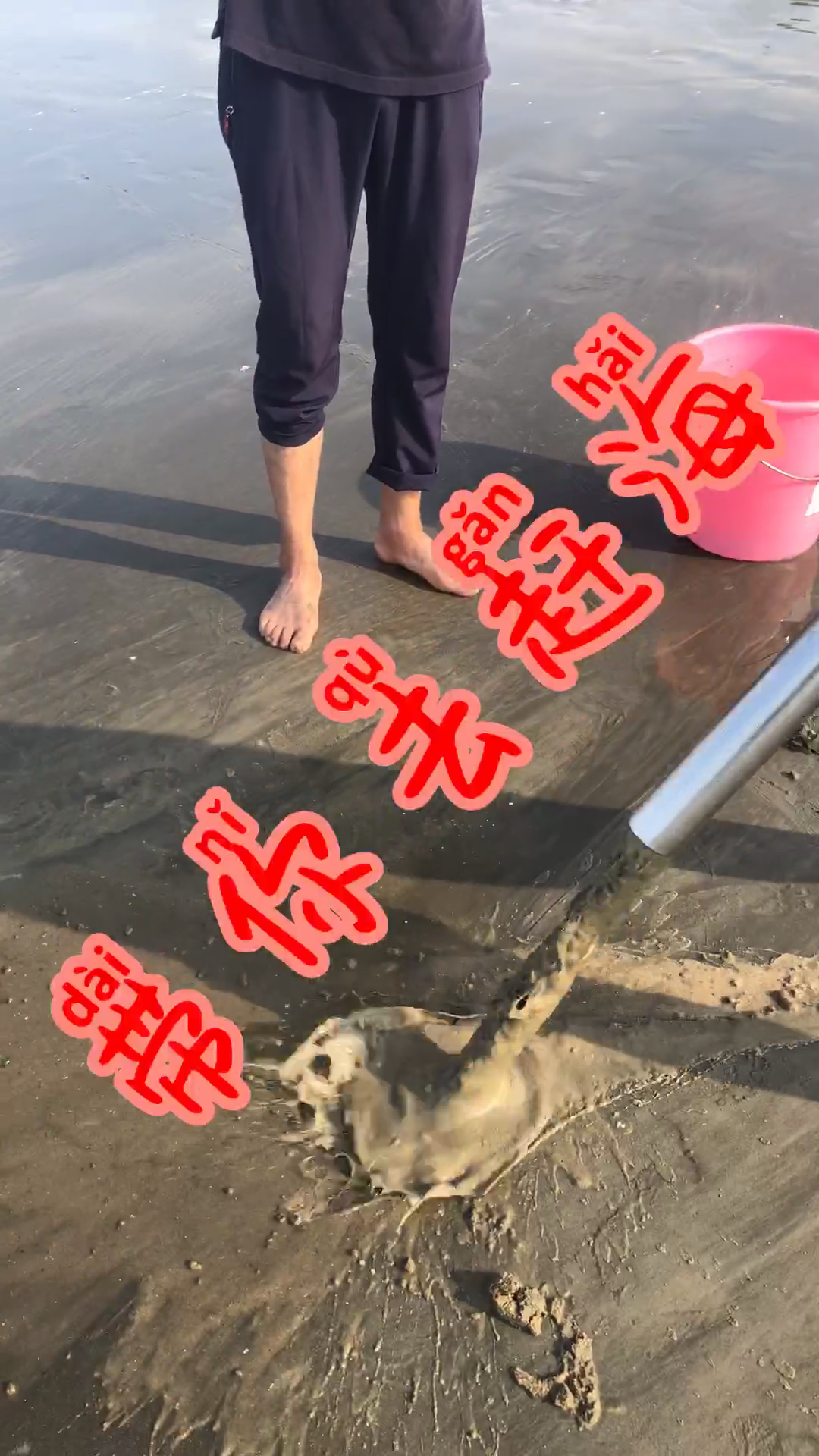 #赶海捉海鲜#斑纹皮皮虾,罕见品种超级美味