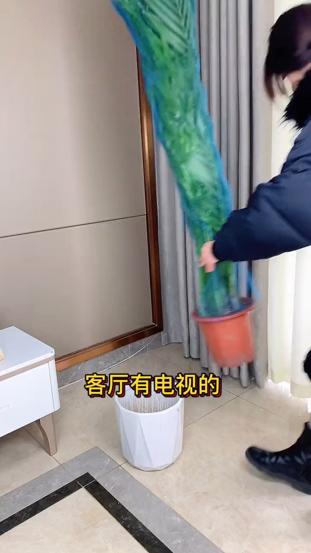 养盆#富贵椰子 #散尾葵 不仅耐寒,一年四季常绿#花卉绿植