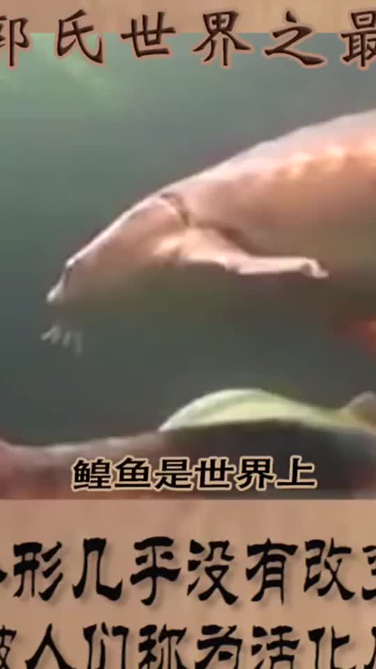 #奇闻趣事抢先看#世界上最大的淡水鱼