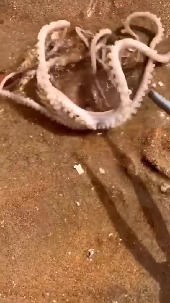 鲍鱼长这样