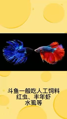 斗鱼喜欢吃什么?