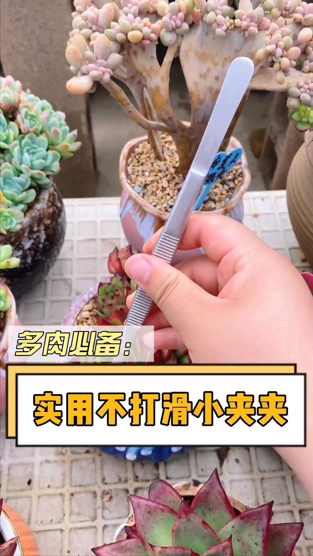 #有一种可爱叫多肉!#养多肉的你们是属于那种人呢?是不是也跟我一样见着枯叶就忍不住夹掉?