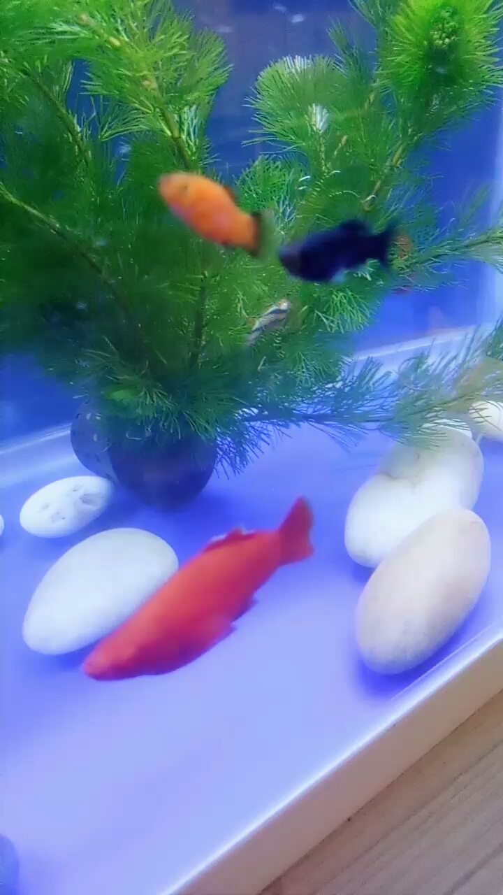 看那懒种虎斑鱼,躺在水草里干嘛呢