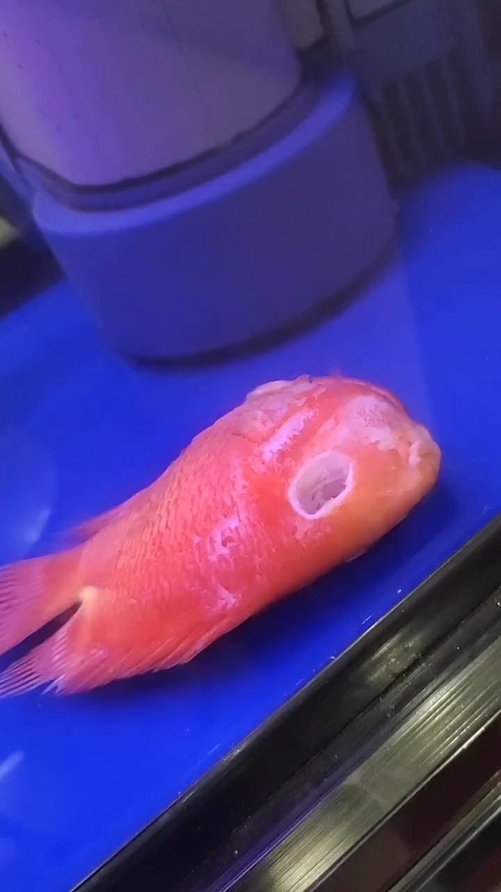 小鱼的眼睛怎么了嘛