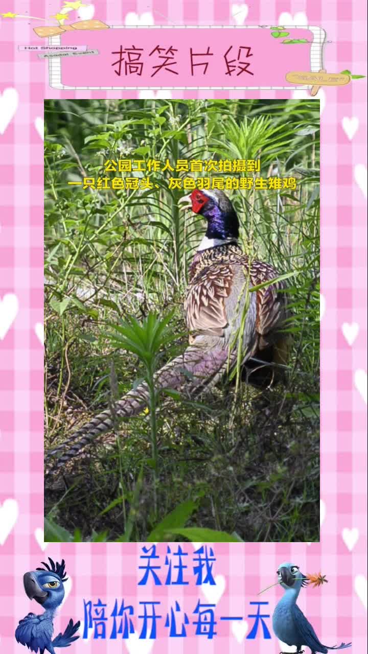 近日,武汉青山区戴家湖公园工作人员首次拍摄到余种野生动物安家戴家湖#搞笑视频#