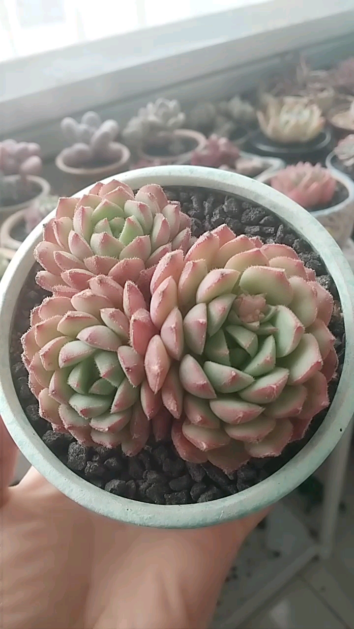 玫瑰莲