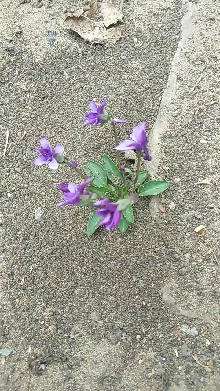 野菜兰花花 