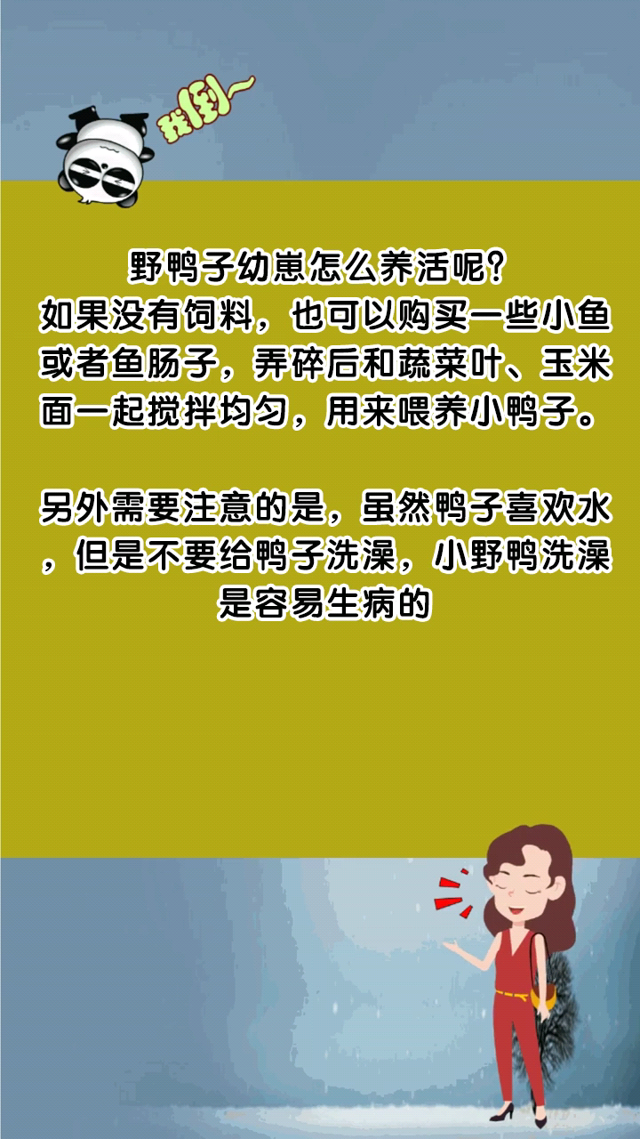 野鸭子幼崽怎么养活呢?