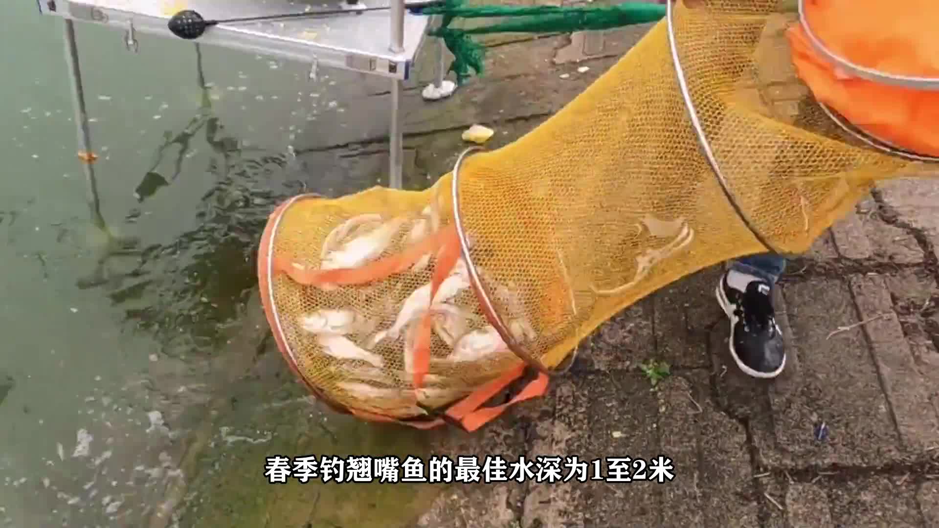 春季钓翘嘴鱼的最佳水深是多少