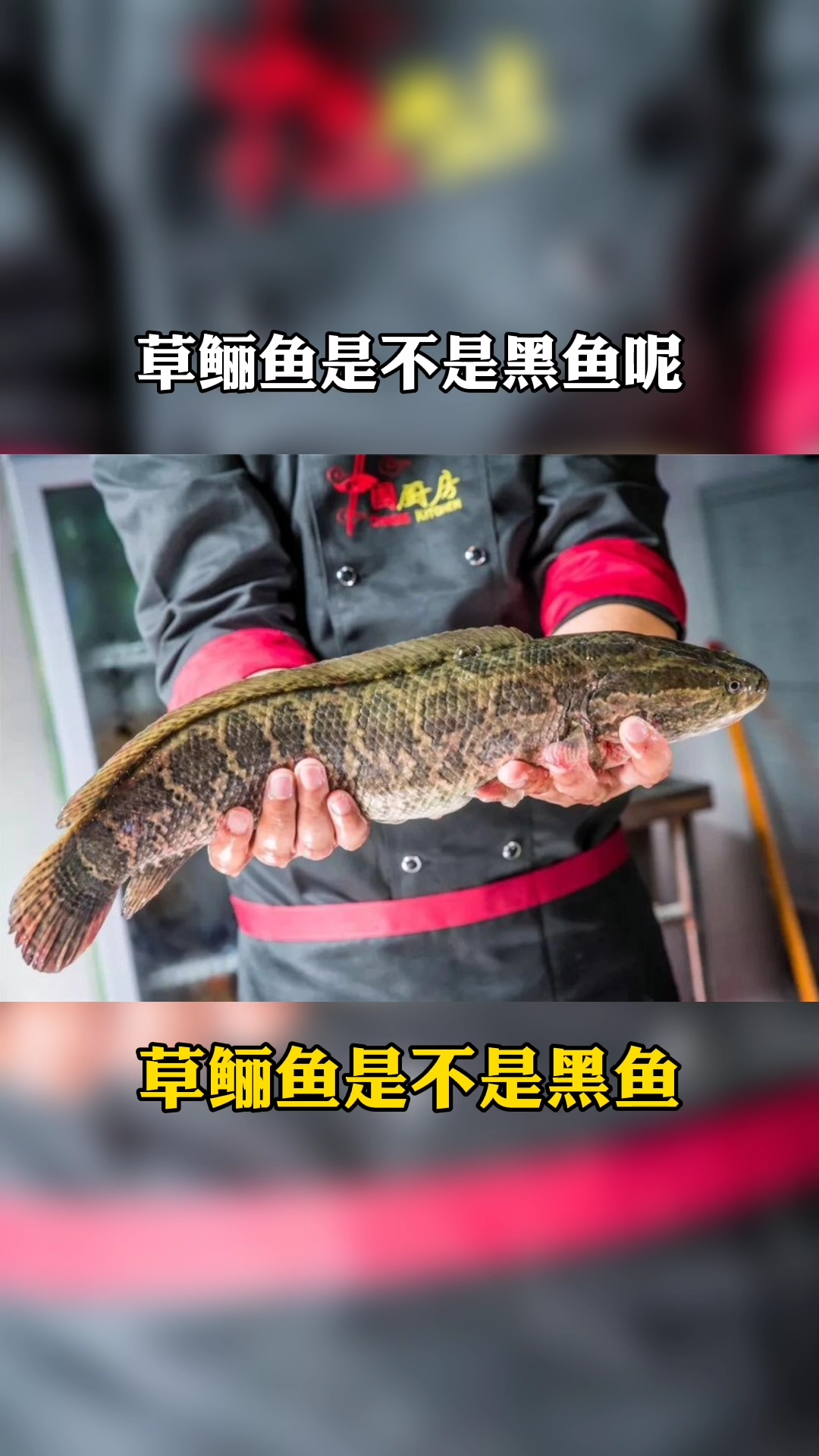 草鲡鱼是不是黑鱼?