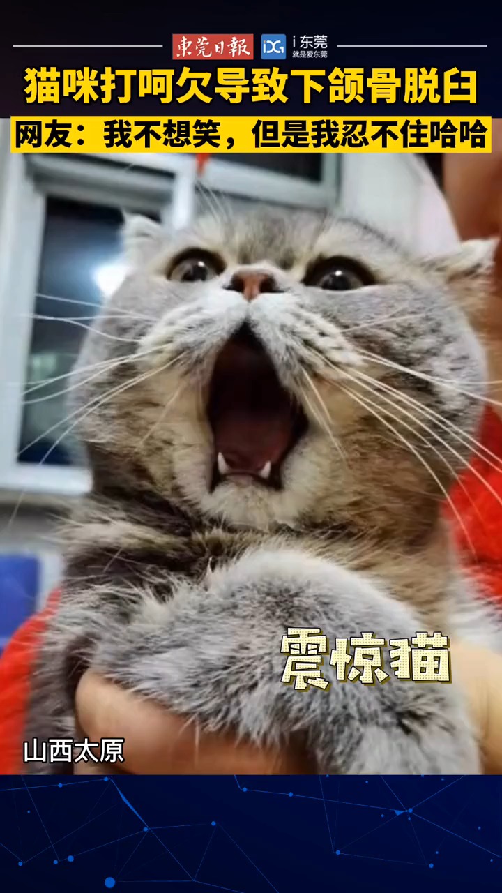 震惊猫~猫咪打呵欠导致下颌骨脱臼,每一帧画面都是表情包[破涕为笑][破涕为笑][