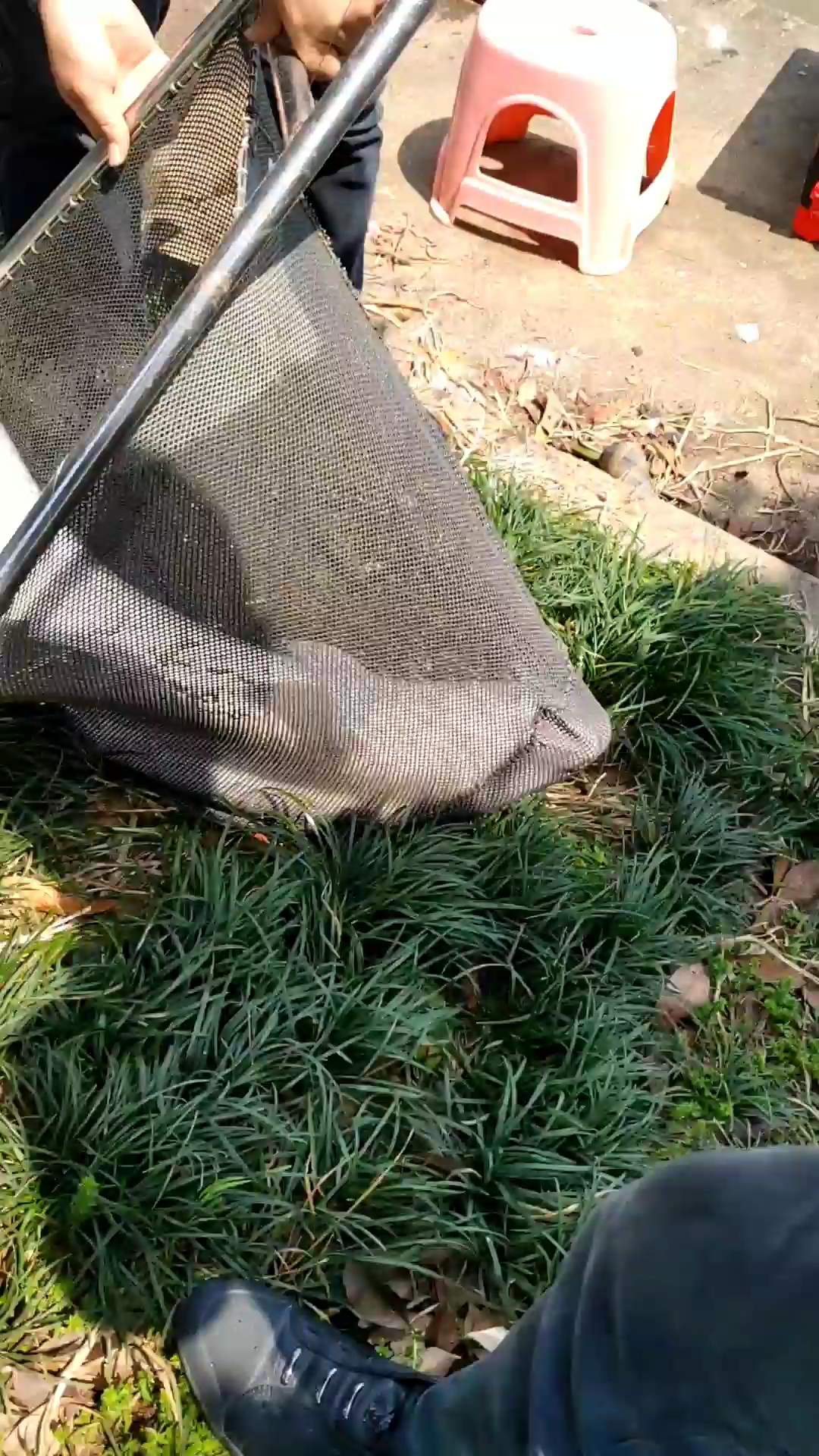 巨青啊,差不多有一米长了30斤的样子青鱼漂亮吧