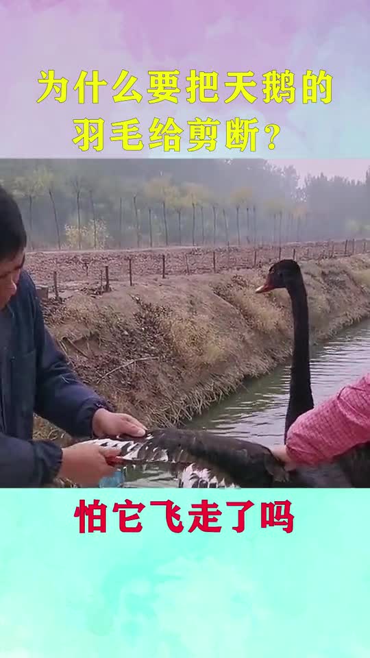 为什么要把天鹅的羽毛给剪断?