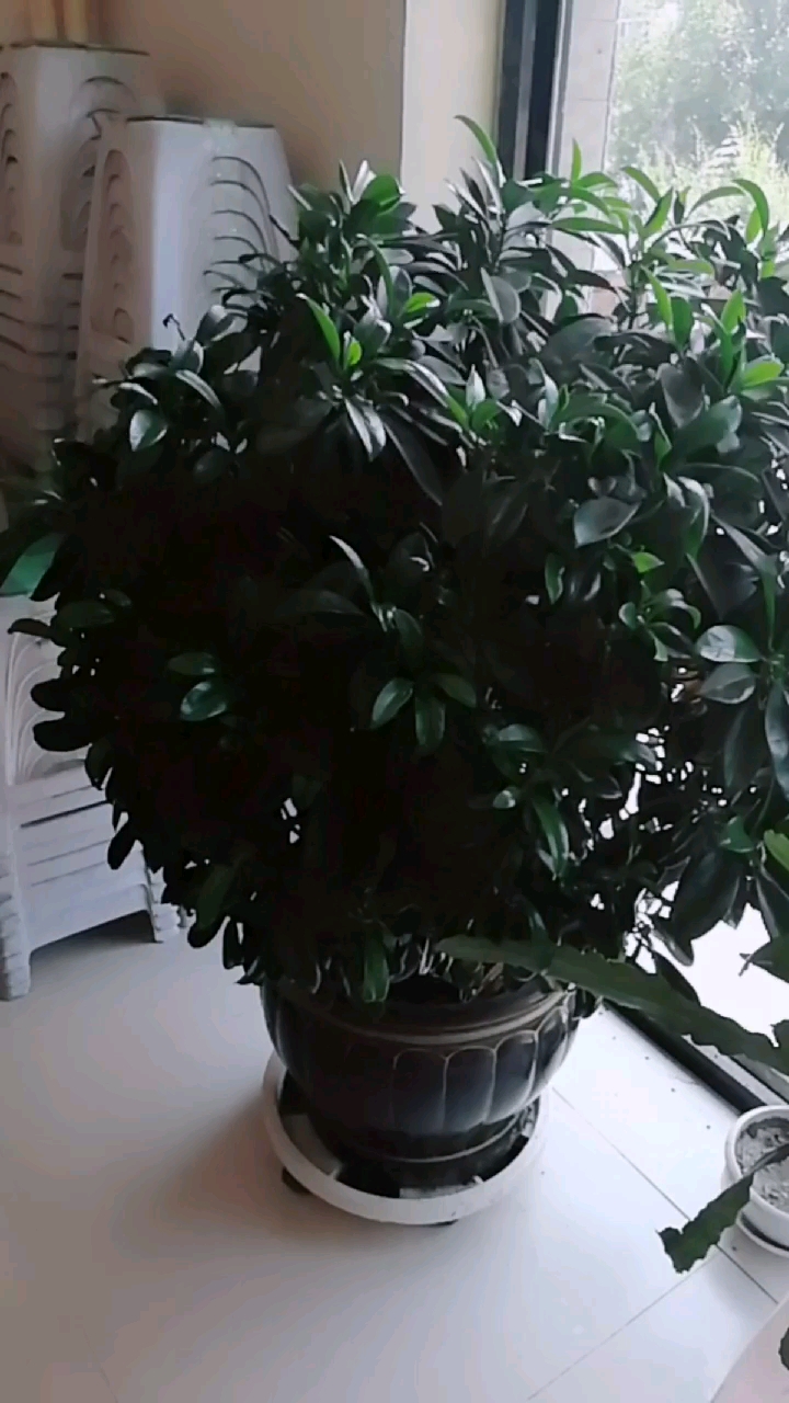 这发财树长的多好