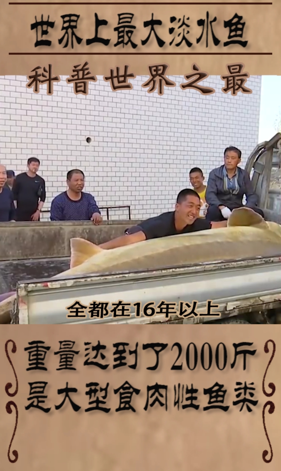 世界上最大淡水鱼:重2000斤,在我国黑龙江,是一种食肉的鱼类