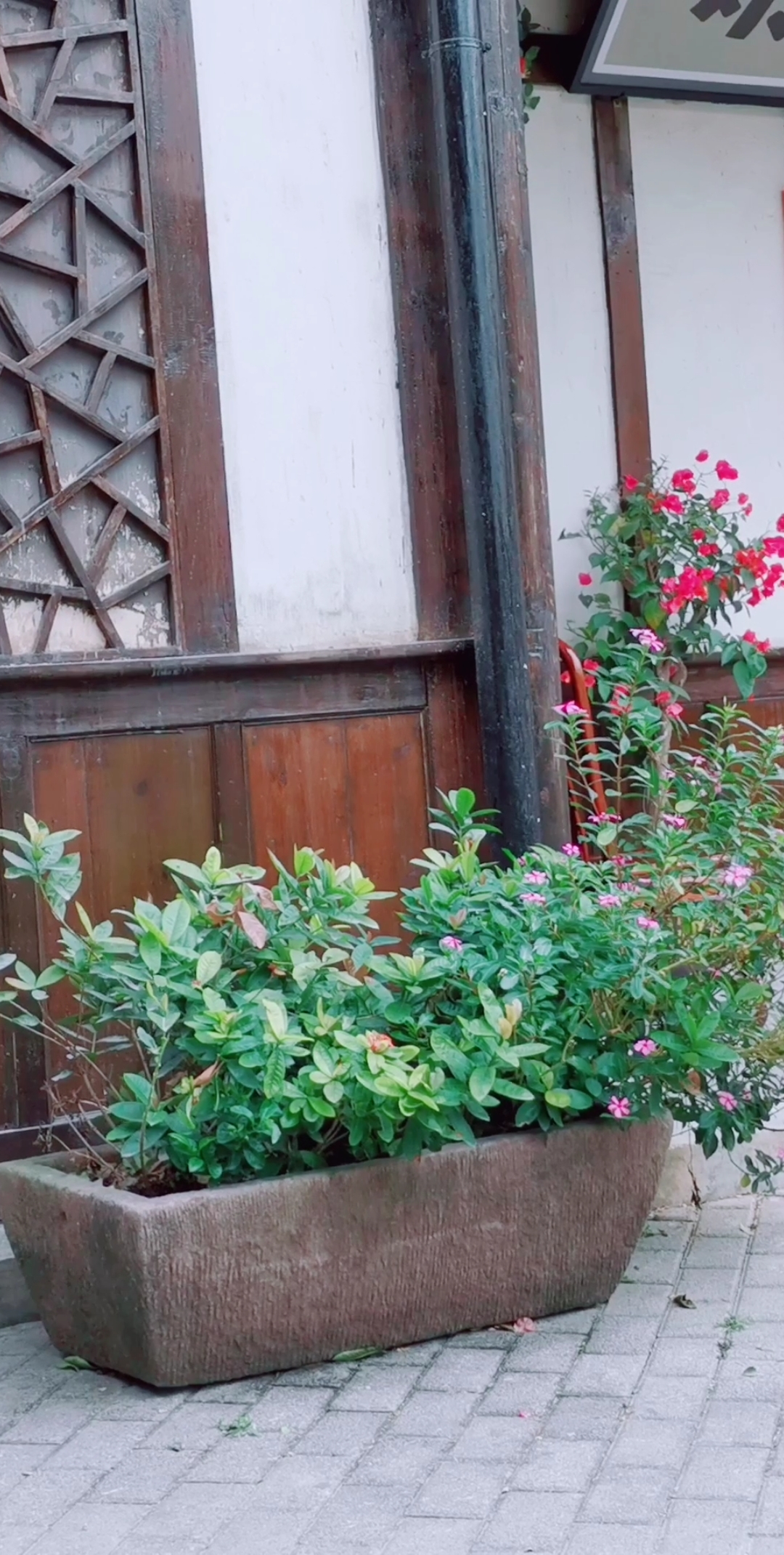 #旅游随拍#石槽古代人用来做糍粑,现代人用来养花