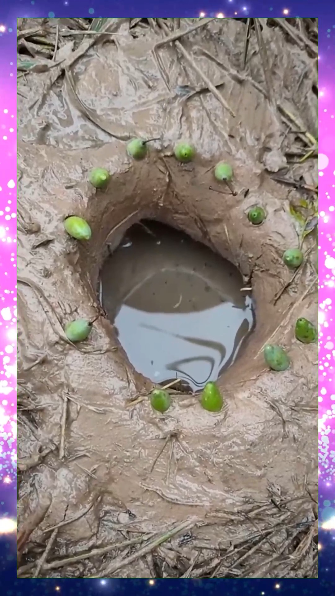 #娱乐#金色大草鱼从来都没见到过,草吃完了都没有看见一次。