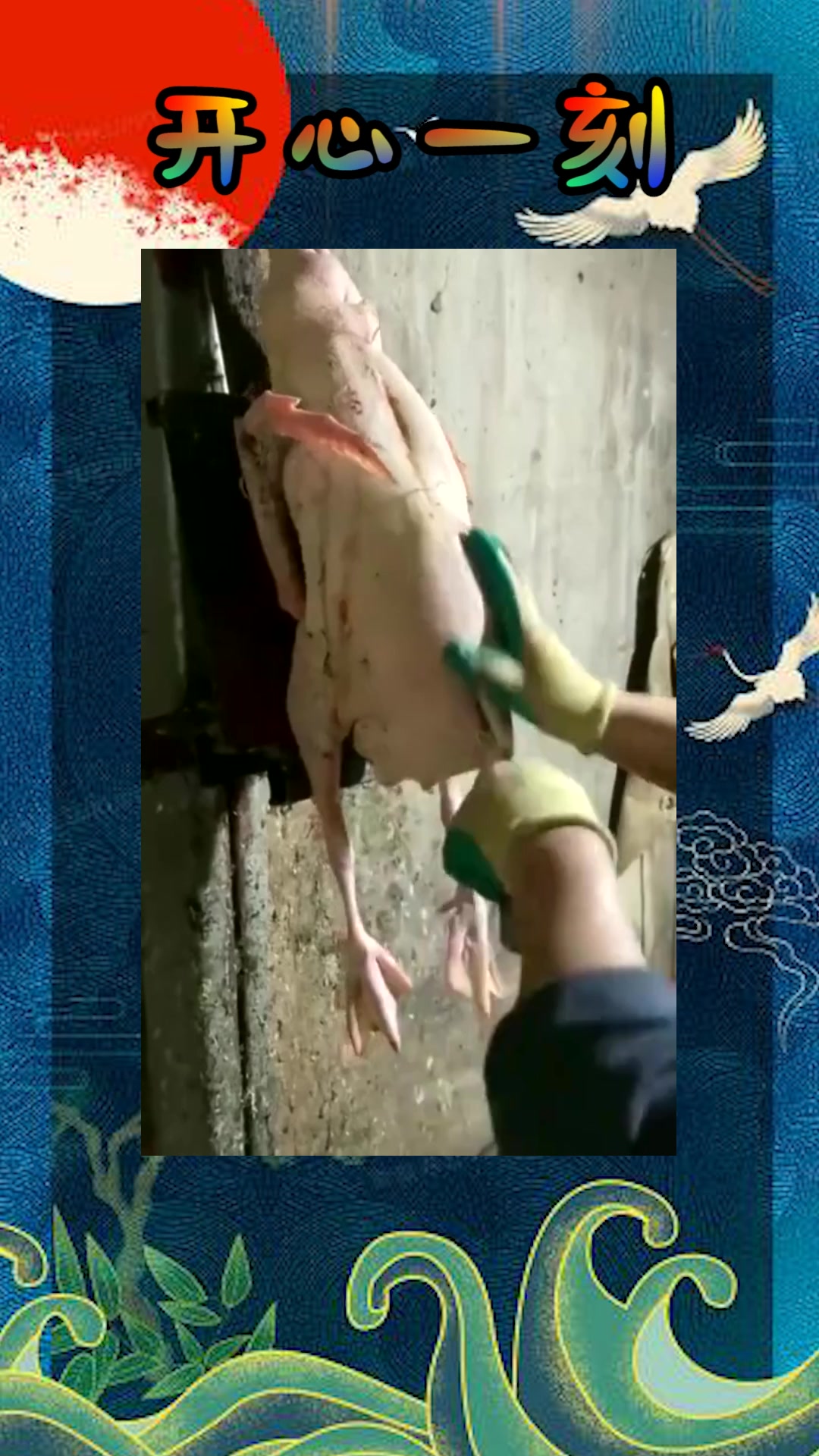 #我要上热门#西餐厅里,你吃不起的鹅肝,就是这么来的!