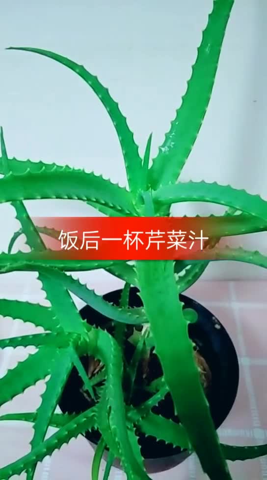 饭后一杯芹菜汁