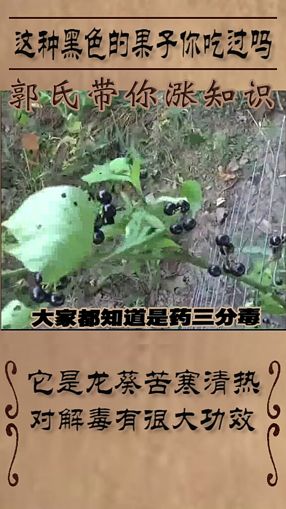 农村这种黑色的果子你吃过吗?它有什么功效呢