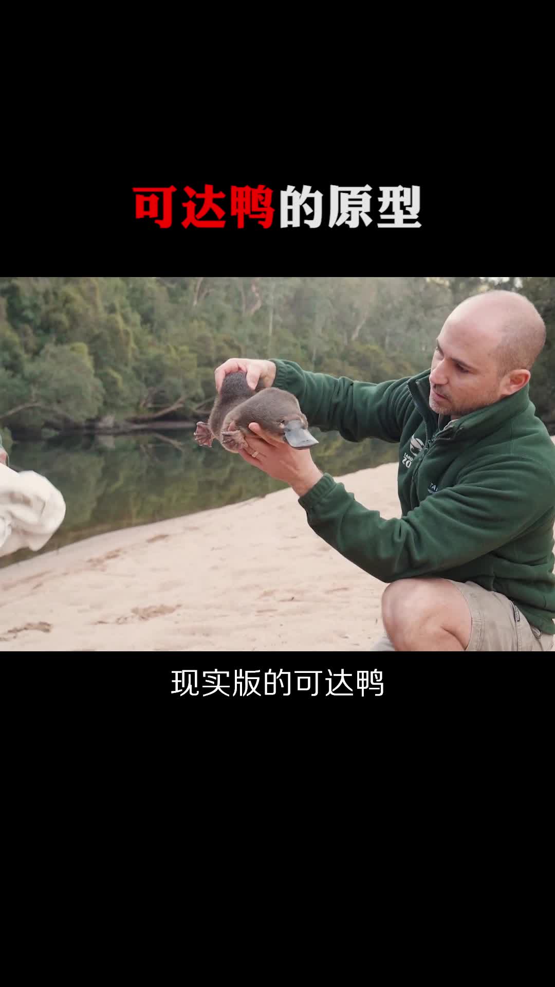 #每天一点冷知识#可达鸭的原型,和这种动物几乎一模一样