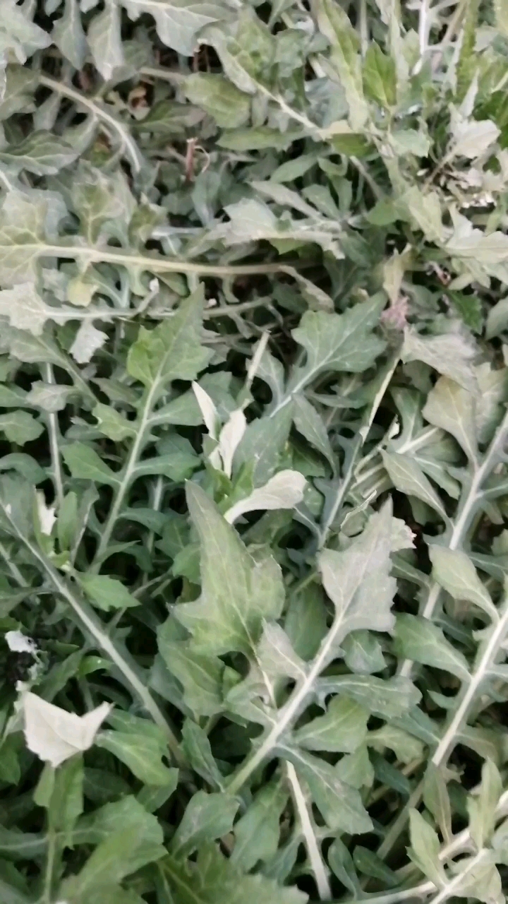 有认识这是什么野菜的吗,求学名