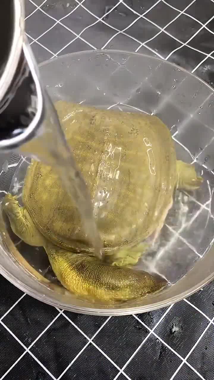 甲鱼炖汤!如果少了甲鱼的胆汁就失去了灵魂