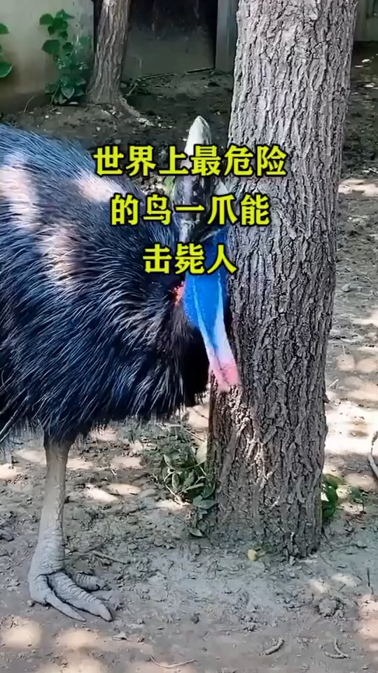 #搞笑视频#世界上最危险的鸟一爪能击毙人