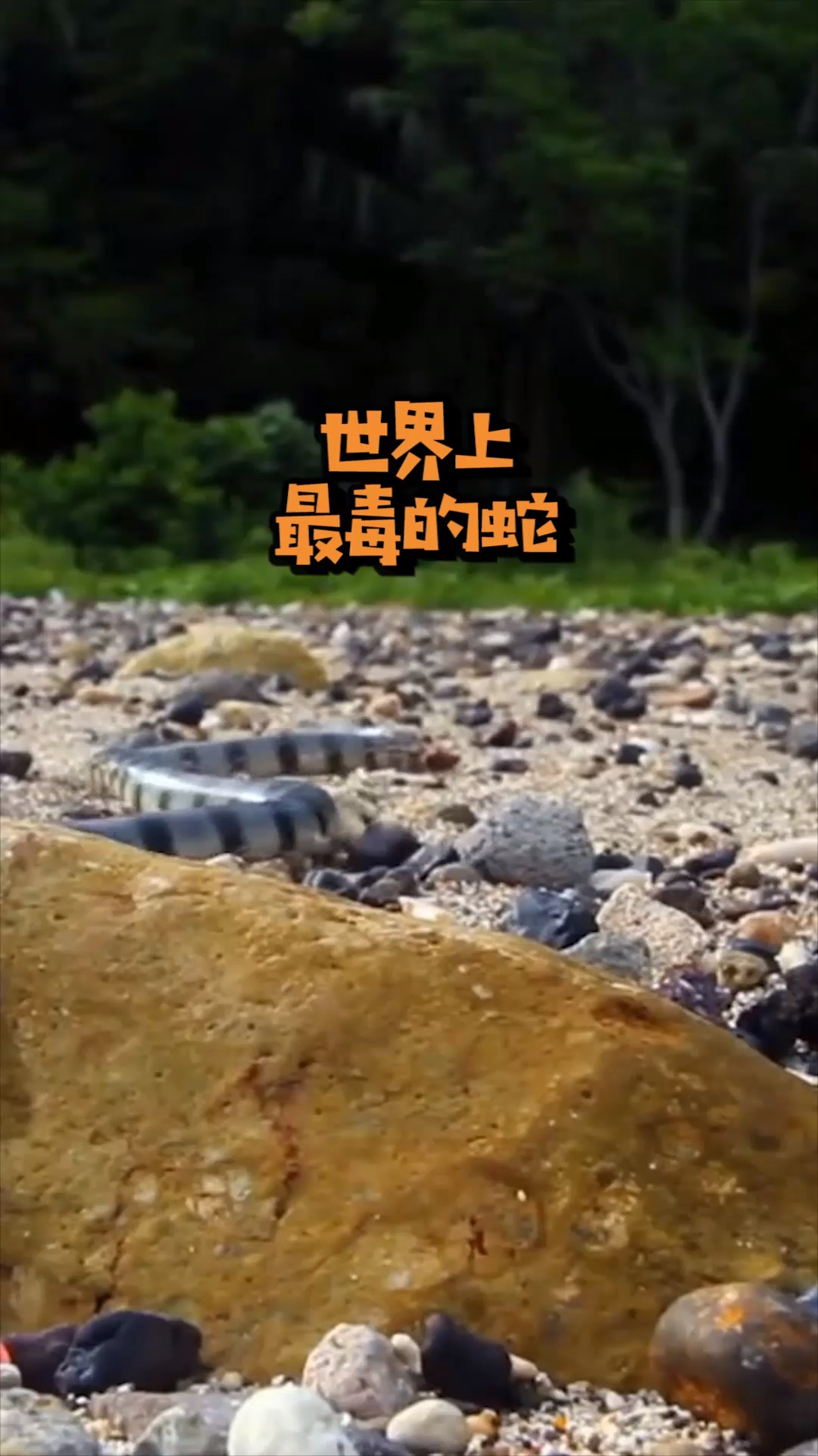 世界上最毒的蛇