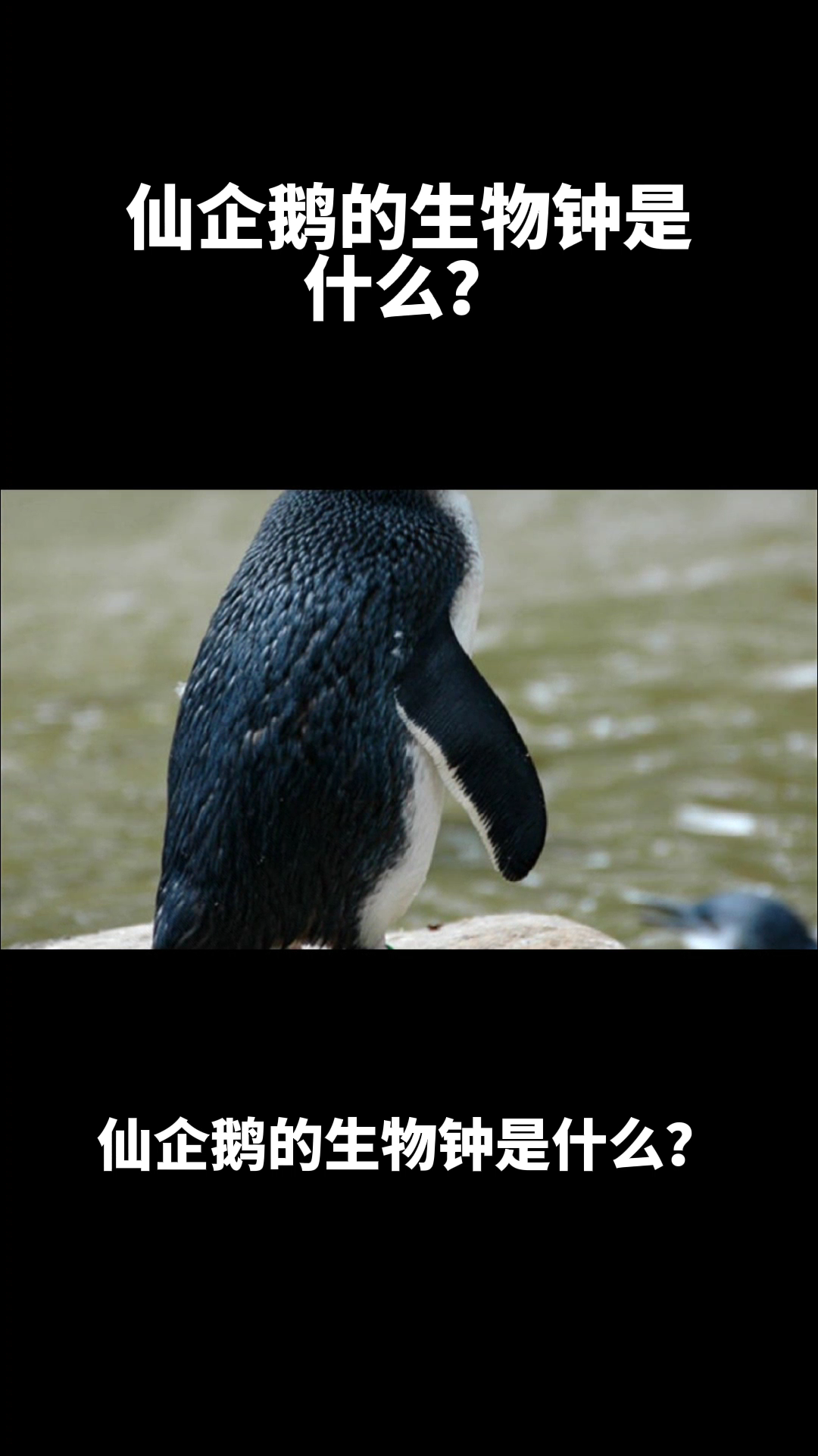 仙企鹅的生物钟是什么?