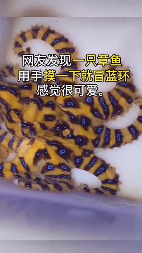 往往最美味的东西都是带毒的蓝环章鱼勿要用手触碰,不然就是吃席的节奏