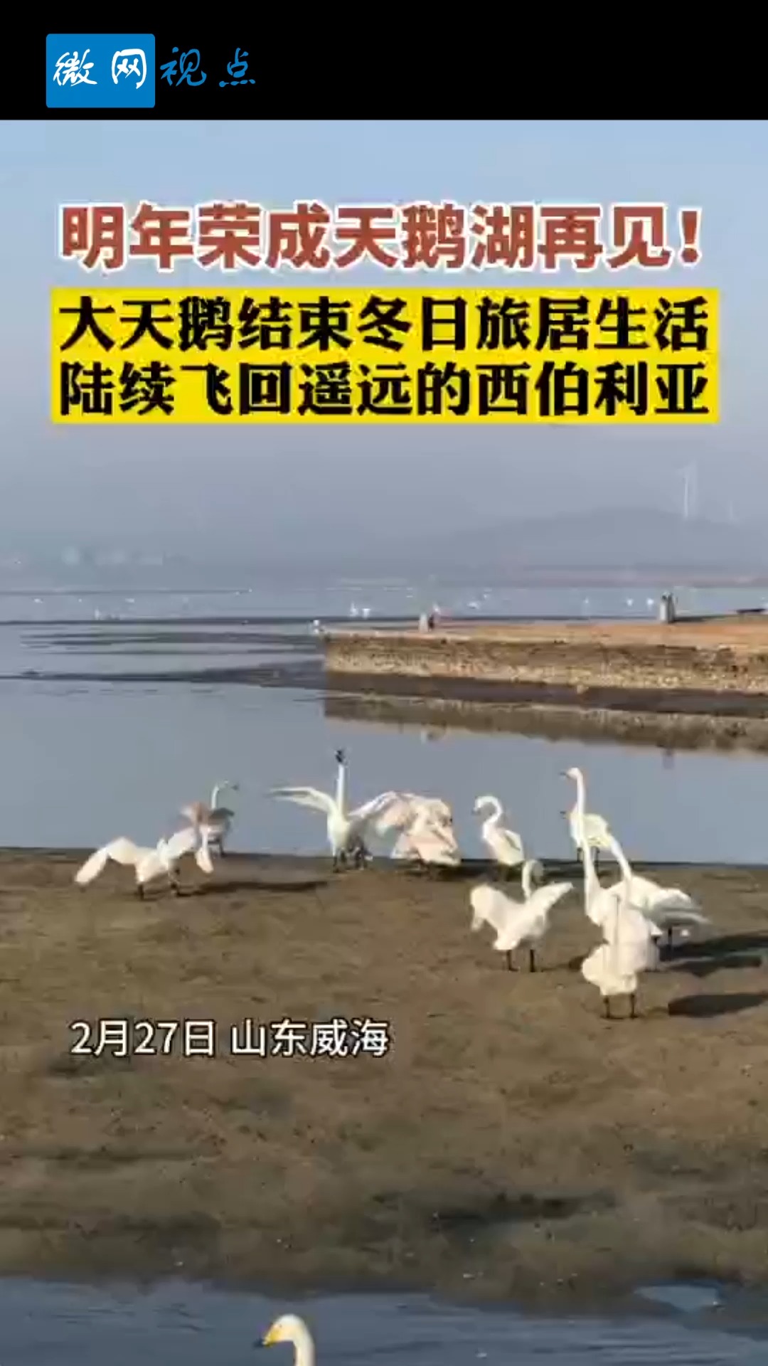 #全民正能量#明年荣成天鹅湖再见!大天鹅结束冬日旅居生活,飞回遥远的西伯利亚