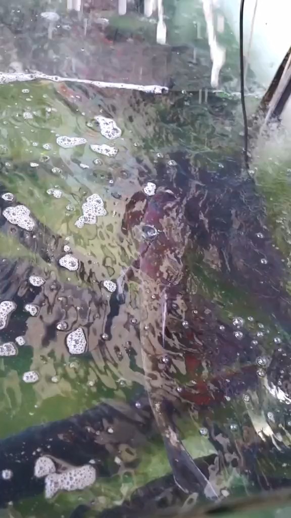 雄鱼笑得嘴都裂了!