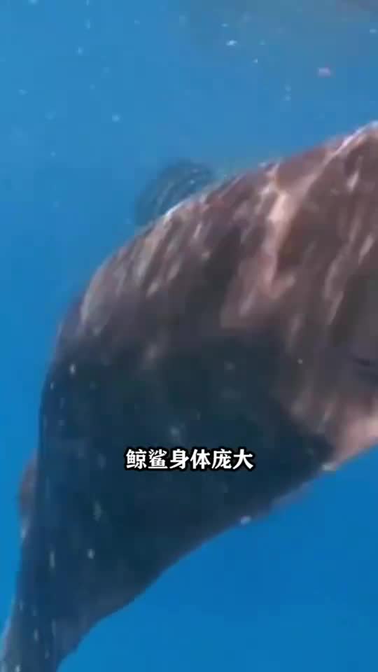 世界上最大鱼是什么鱼