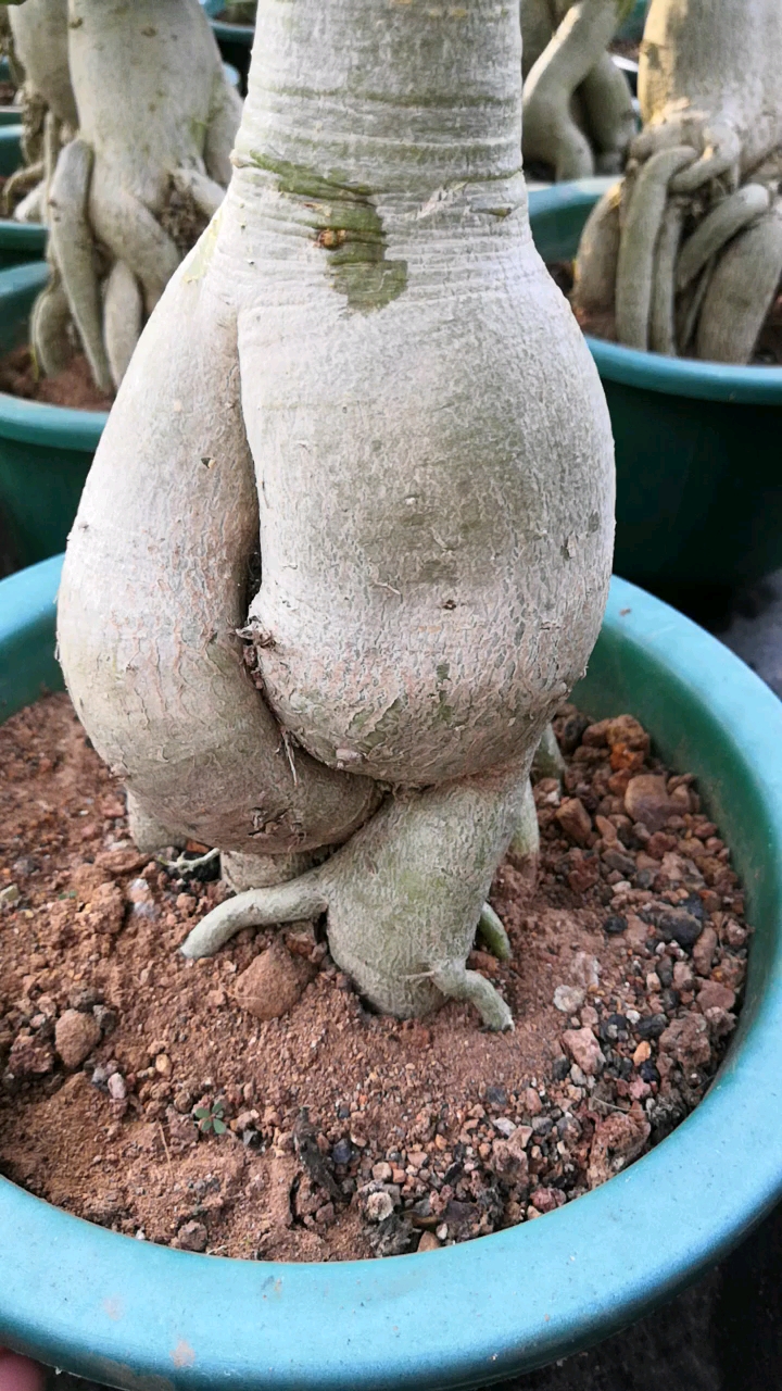 卡通系列怪根尽享搞怪#沙漠玫瑰#多肉#绿植