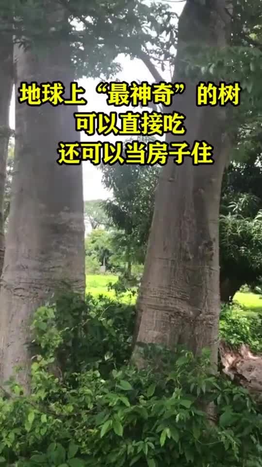 地球上“最神奇”的球,可以直接吃,还可以当房子住